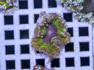 Rock Flower Anemone
