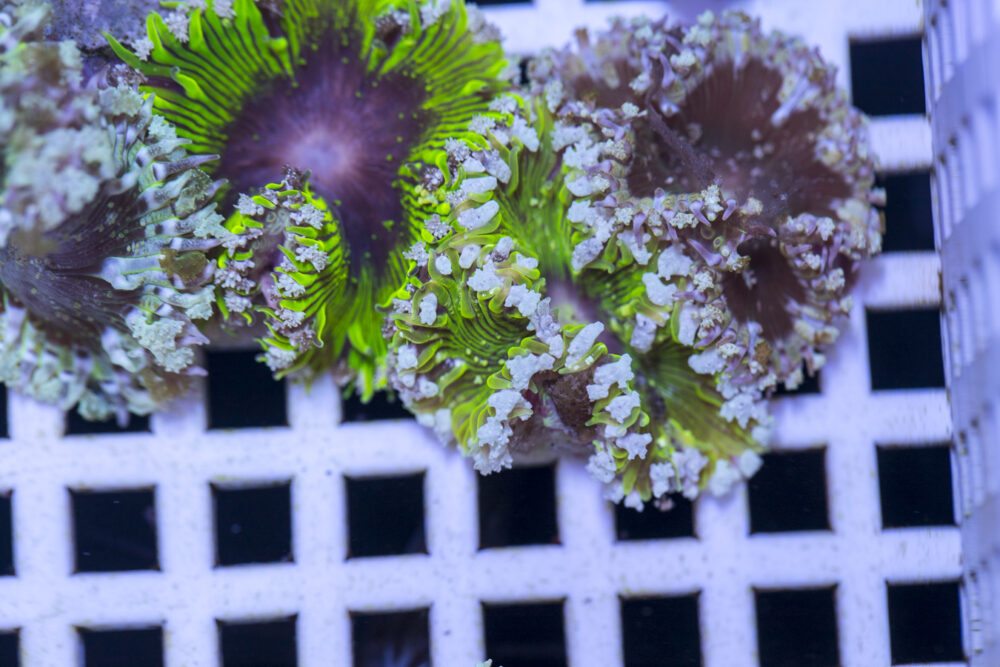Rock Flower Anemone