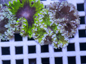 Rock Flower Anemone