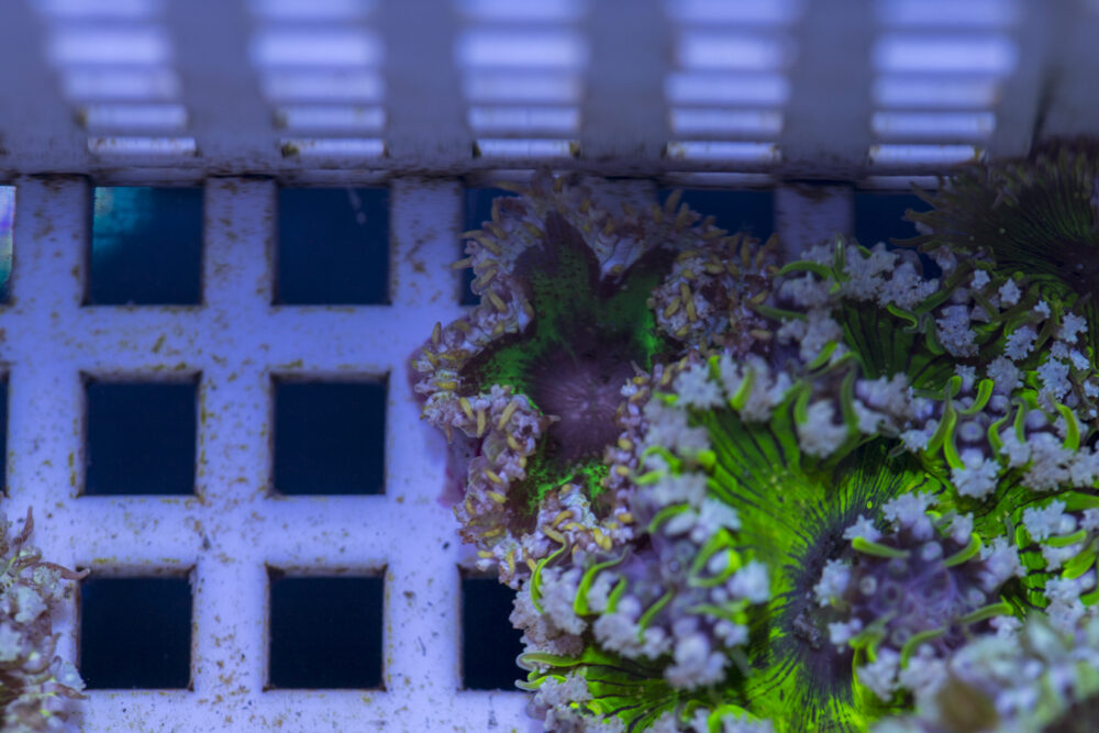 Rock Flower Anemone