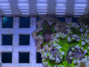 Rock Flower Anemone