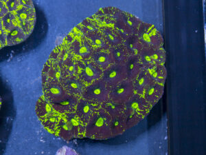 Goniastrea