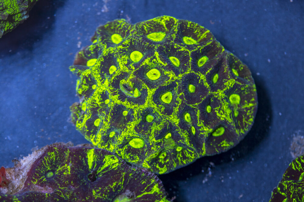 Goniastrea