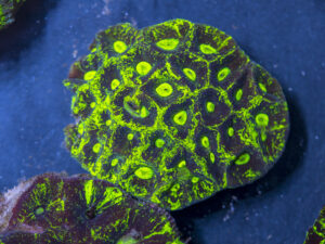 Goniastrea