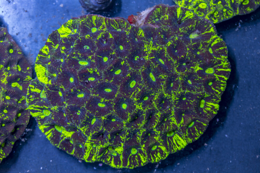 Goniastrea