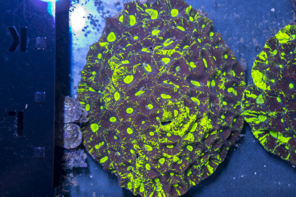 Goniastrea