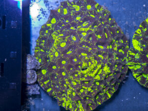 Goniastrea