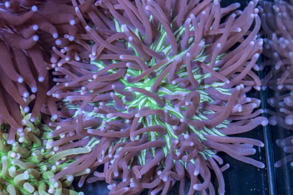 Heliofungia