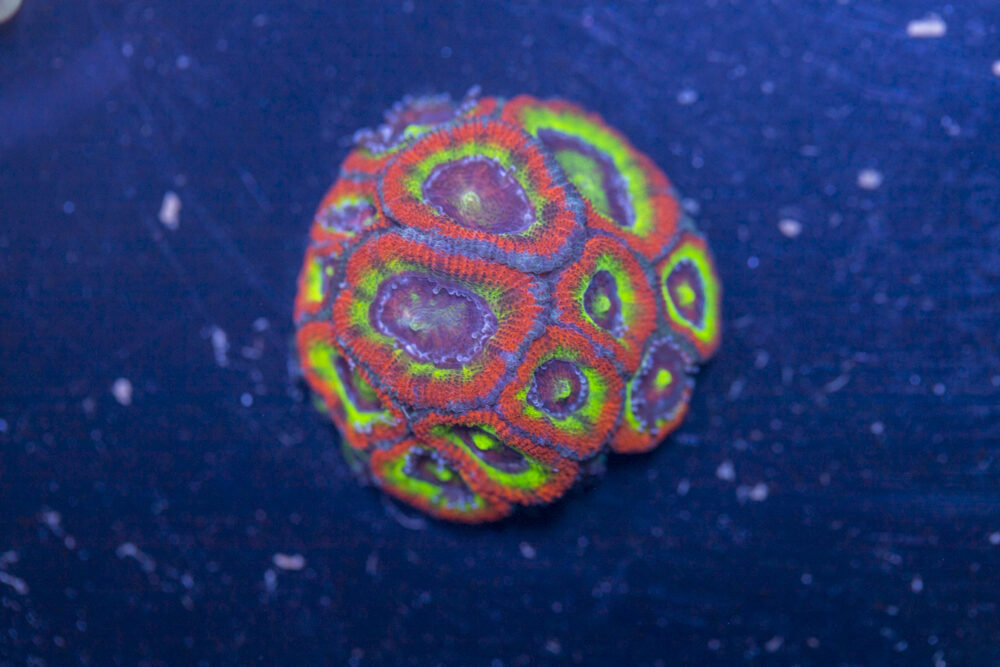 Acan - Holy Grail