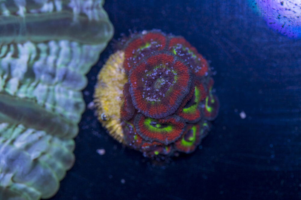 Acan - Holy Grail