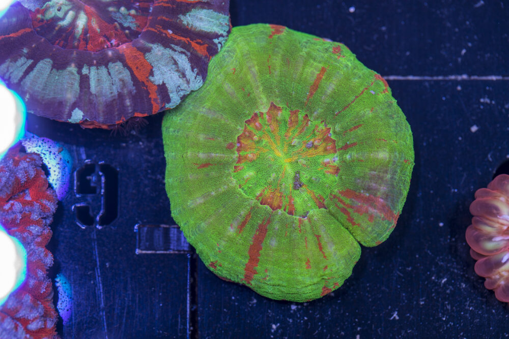 Scolymia