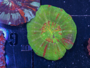 Scolymia