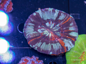Scolymia
