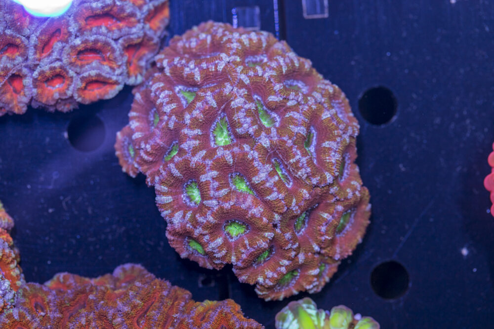 Acan - Lord Howe