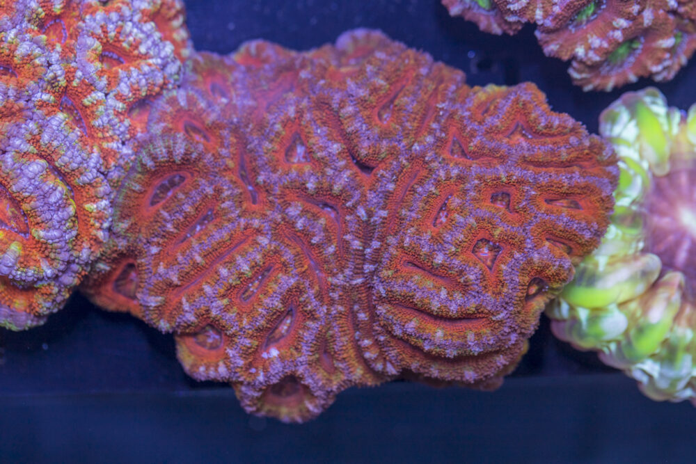Acan - Lord Howe