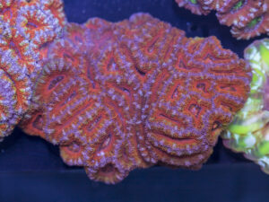 Acan - Lord Howe