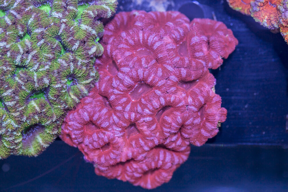 Acan - Lord Howe
