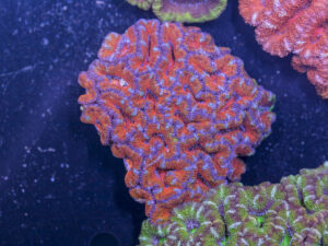 Acan - Lord Howe