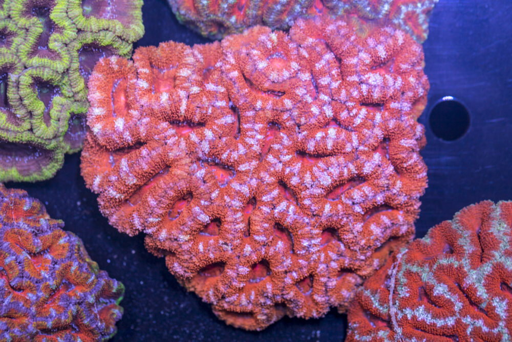 Acan - Lord Howe