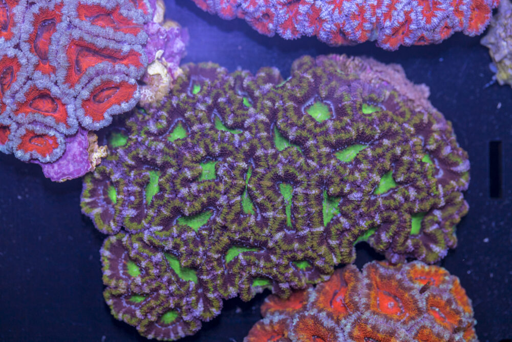 Acan - Lord Howe
