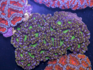 Acan - Lord Howe