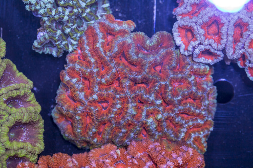 Acan - Lord Howe