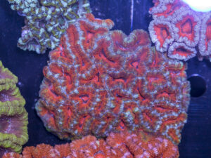 Acan - Lord Howe