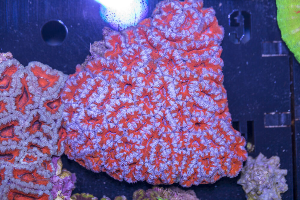 Acan - Lord Howe