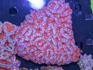 Acan - Lord Howe