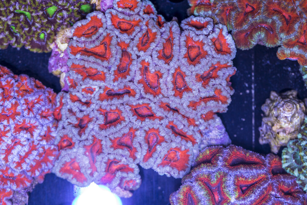 Acan - Lord Howe