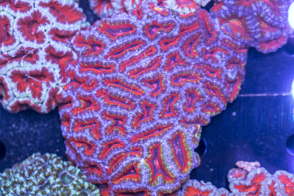Acan - Lord Howe