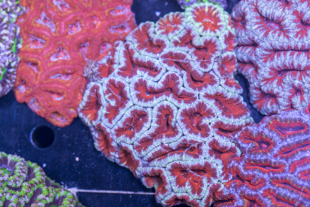Acan - Lord Howe