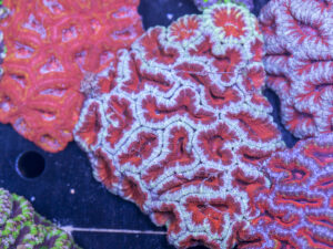 Acan - Lord Howe