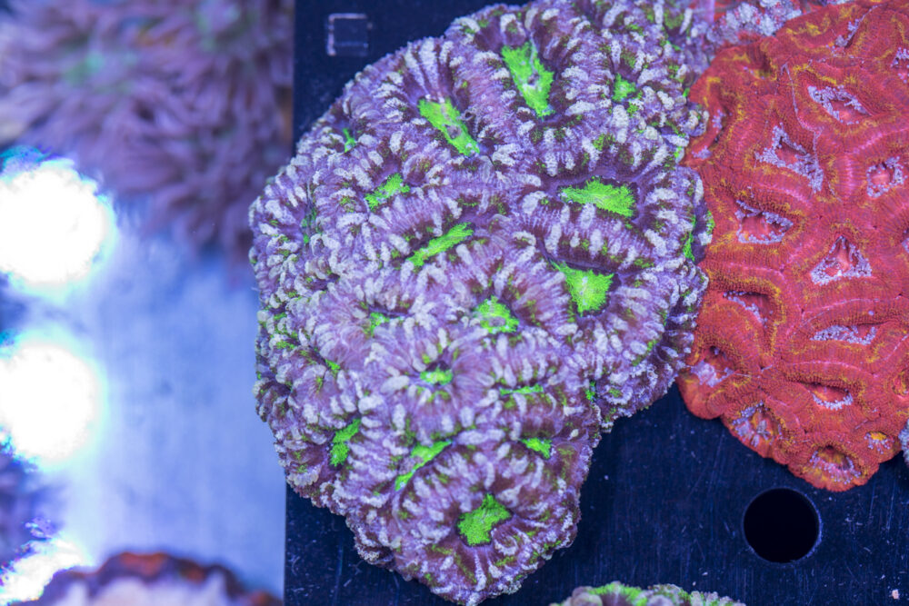 Acan - Lord Howe