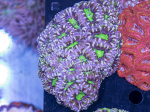 Acan - Lord Howe