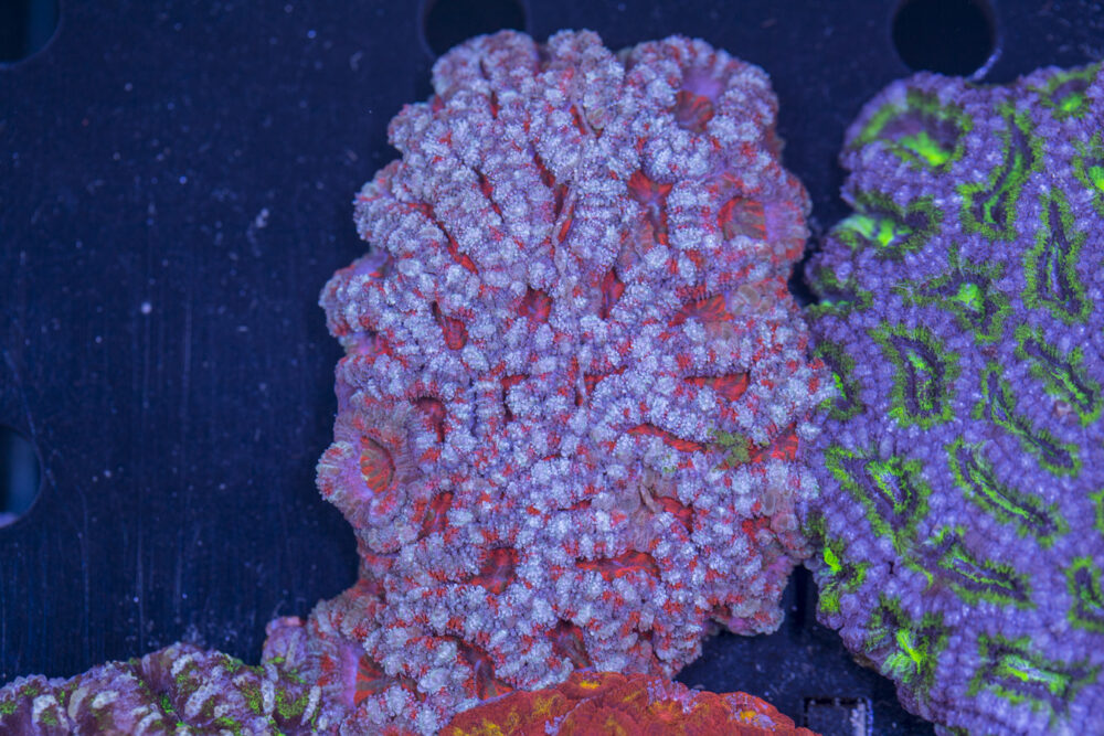 Acan - Lord Howe