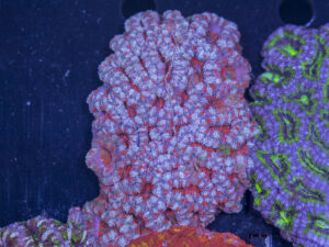 Acan - Lord Howe