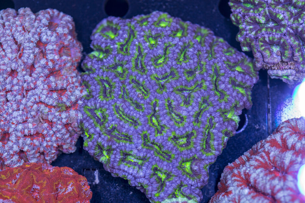Acan - Lord Howe