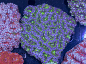 Acan - Lord Howe