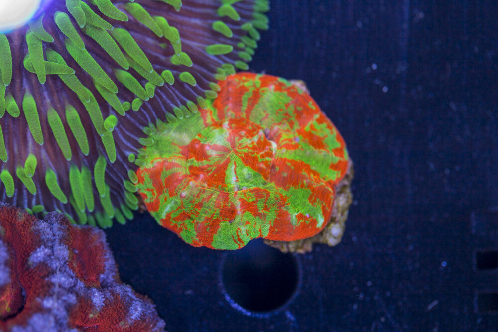 Scolymia