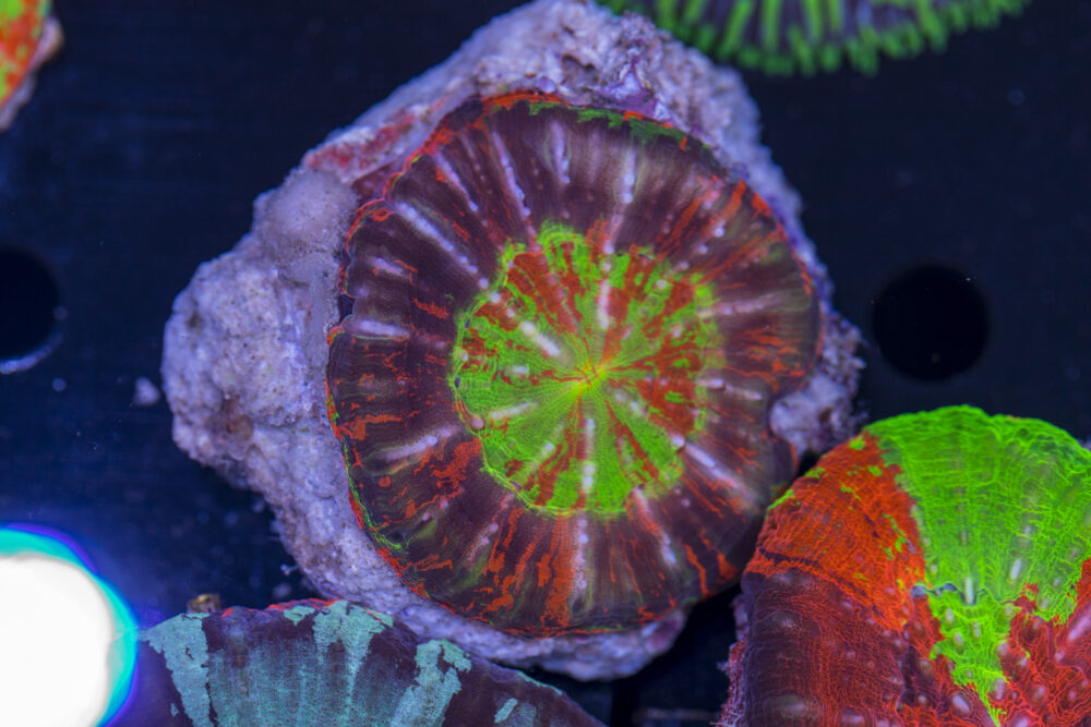 Scolymia
