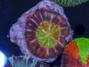 Scolymia