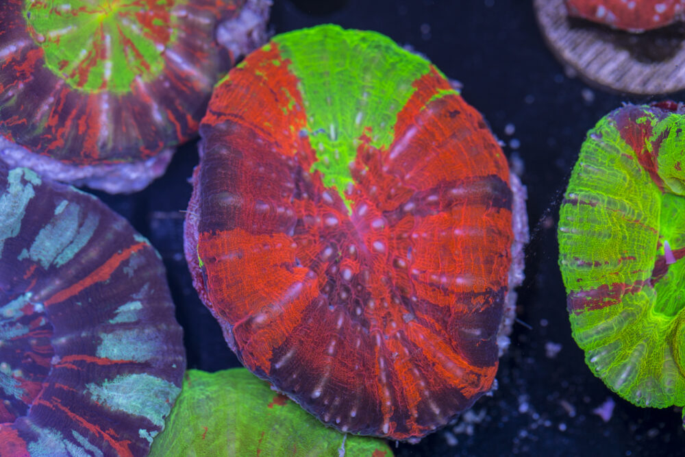 Scolymia