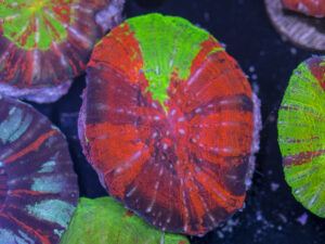 Scolymia
