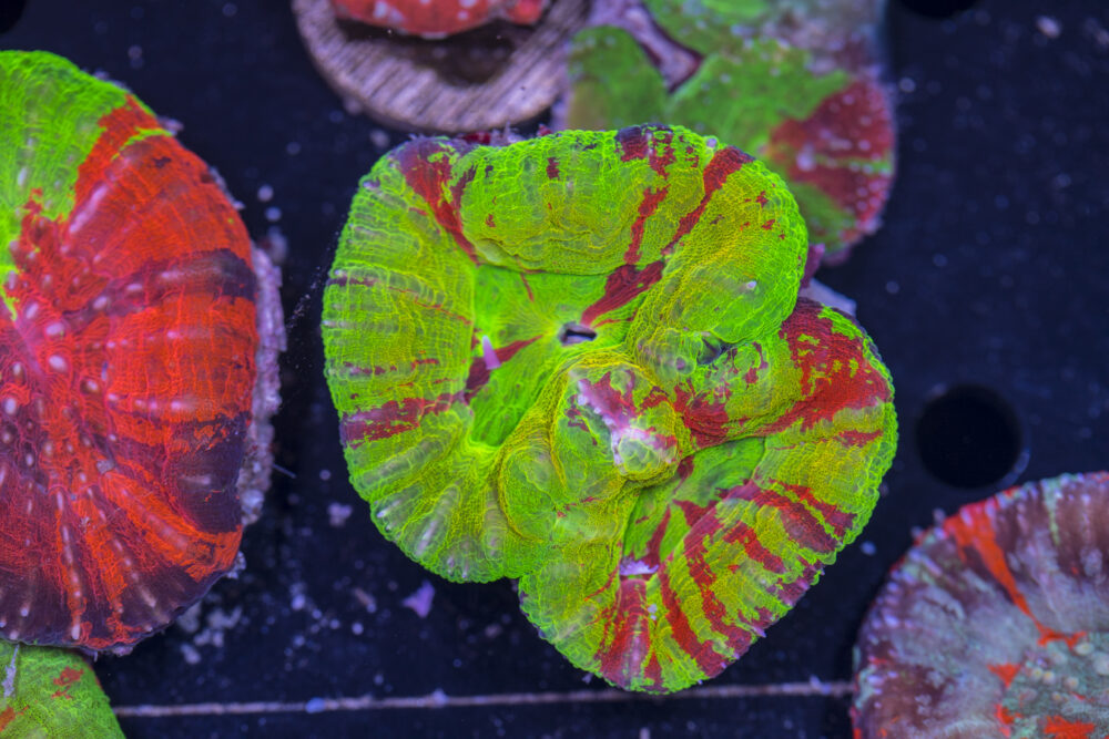 Scolymia