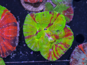 Scolymia