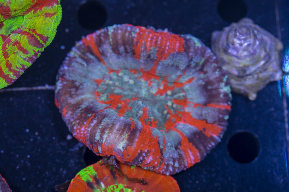 Scolymia