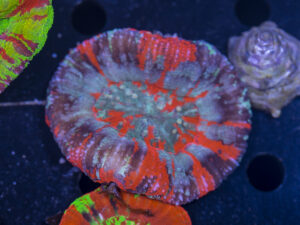 Scolymia