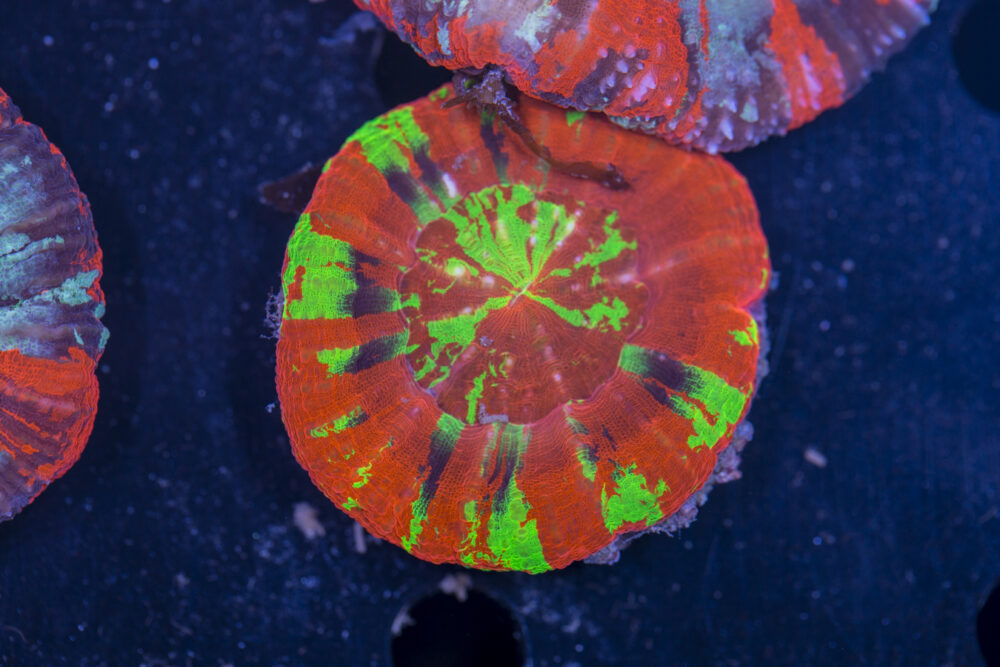 Scolymia