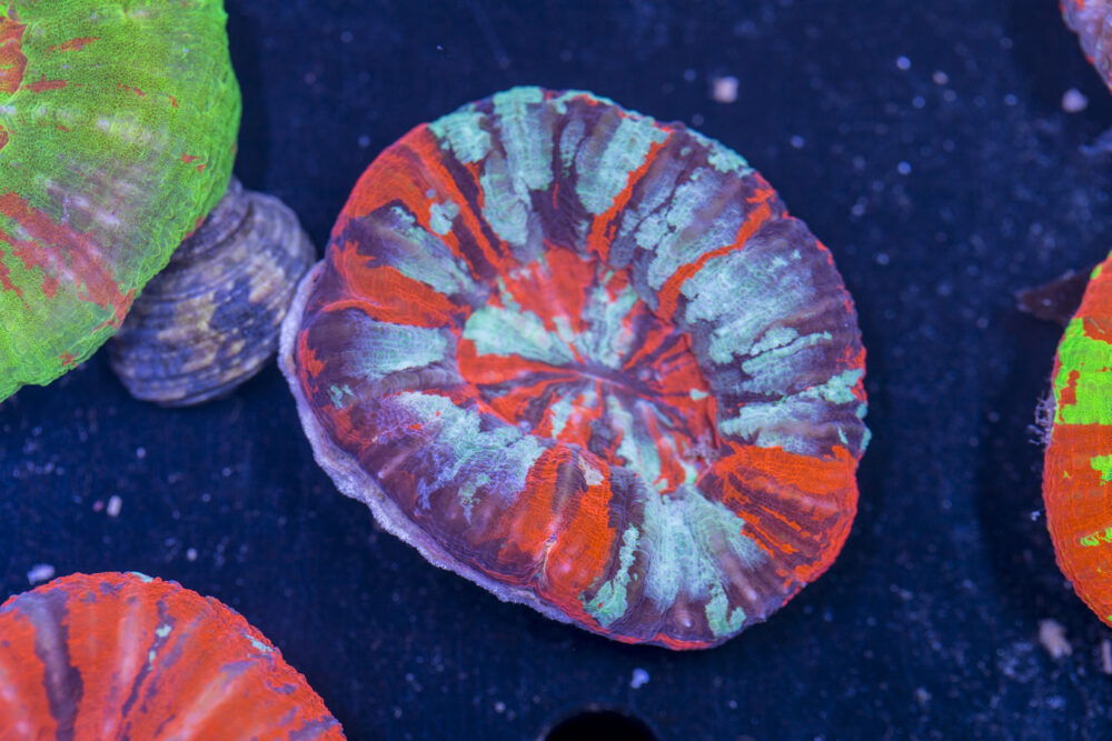 Scolymia